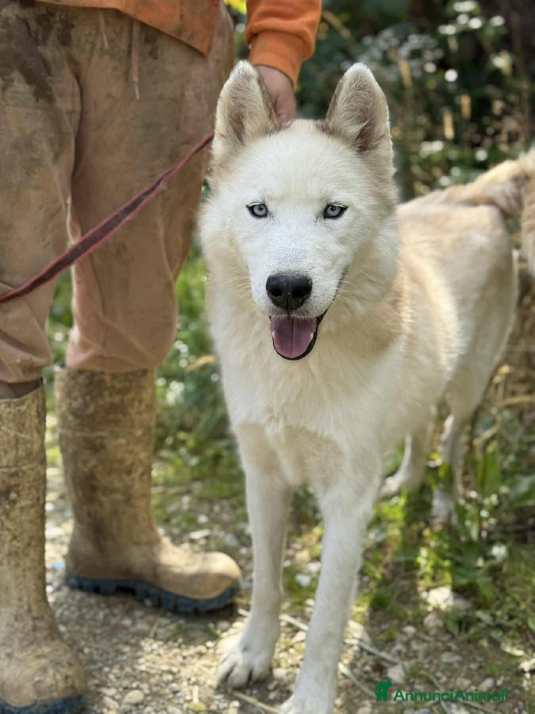 Husky cani in regalo: GOLEM, splendido HUSKY dagli occhi di ghiaccio! - Annuncio 2