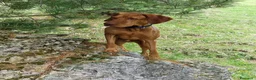 Vizsla cani per accoppiamento: Disponibile per monta: VIZSLA con pedigree ENCI a Provincia di Monza e della Brianza - Annuncio 2