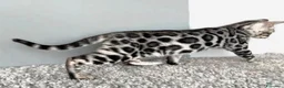 Bengala gatti in vendita: Bellissimi cuccioli di bengala - Annuncio 3
