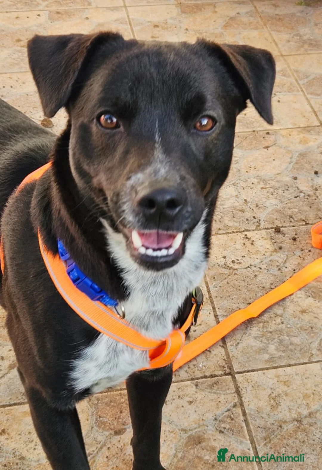 Meticcio cani in regalo: CUCCIOLO MICKY - Annuncio 4