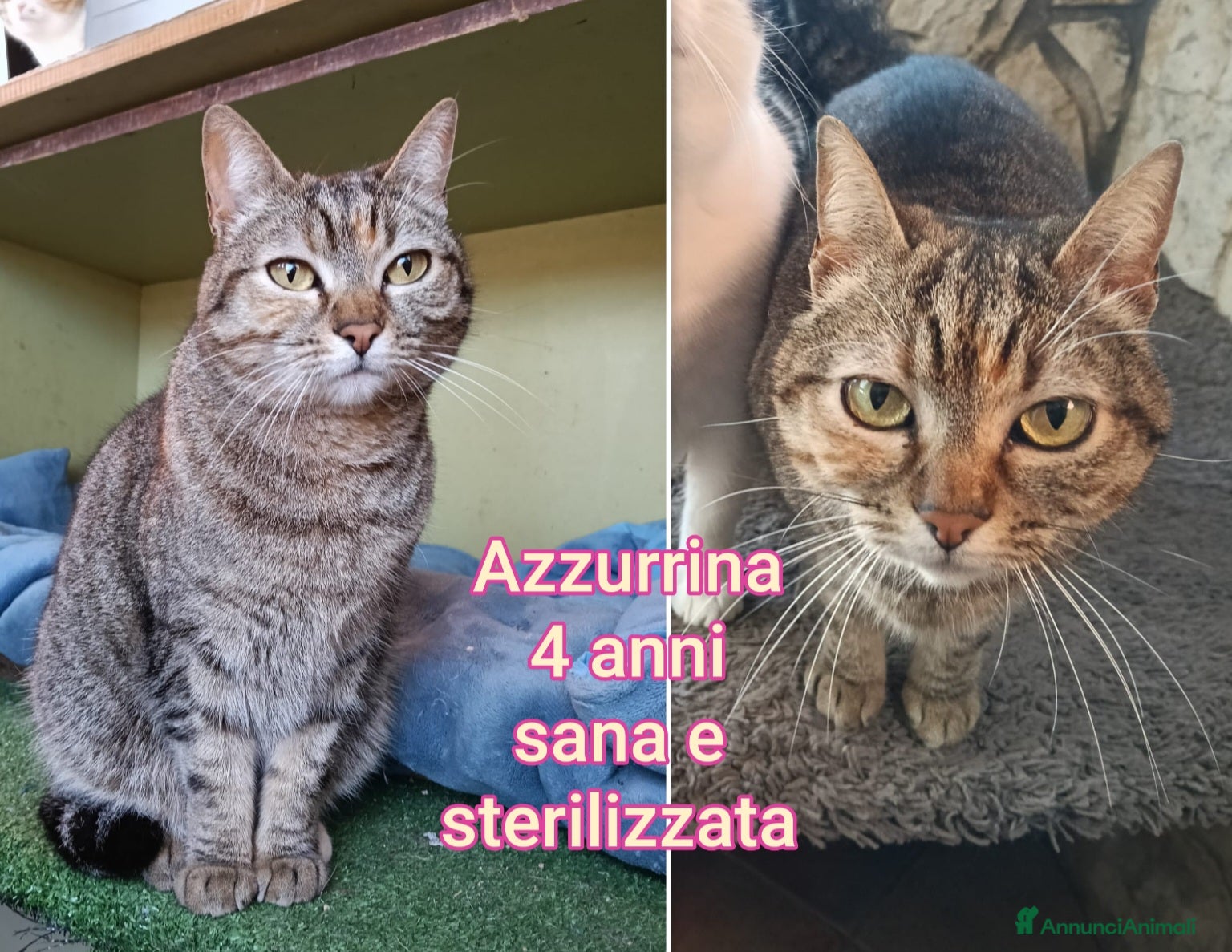 Meticcio gatti SERVONO ADOZIONI X SALVARLI - Annuncio 7