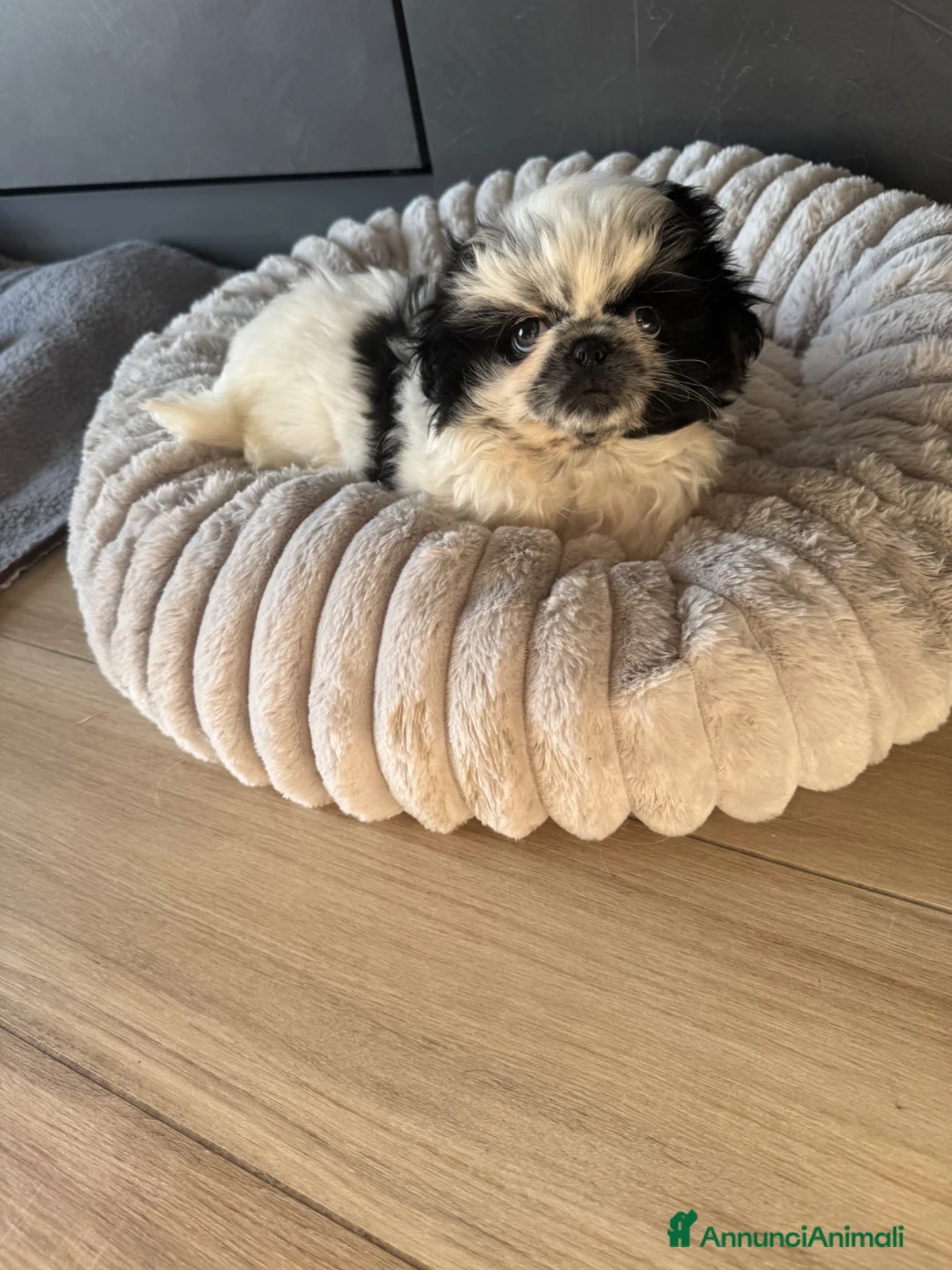 Pechinese cani in vendita: Cuccioli pechinesi  a Città metropolitana di Roma Capitale - Annuncio 2