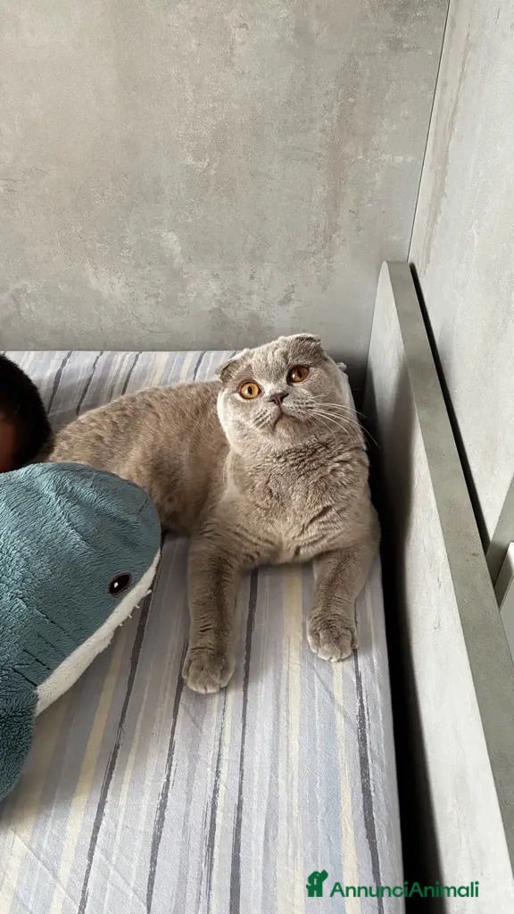 Scottish gatti Accoppiamento Scottish fold  - Annuncio 3