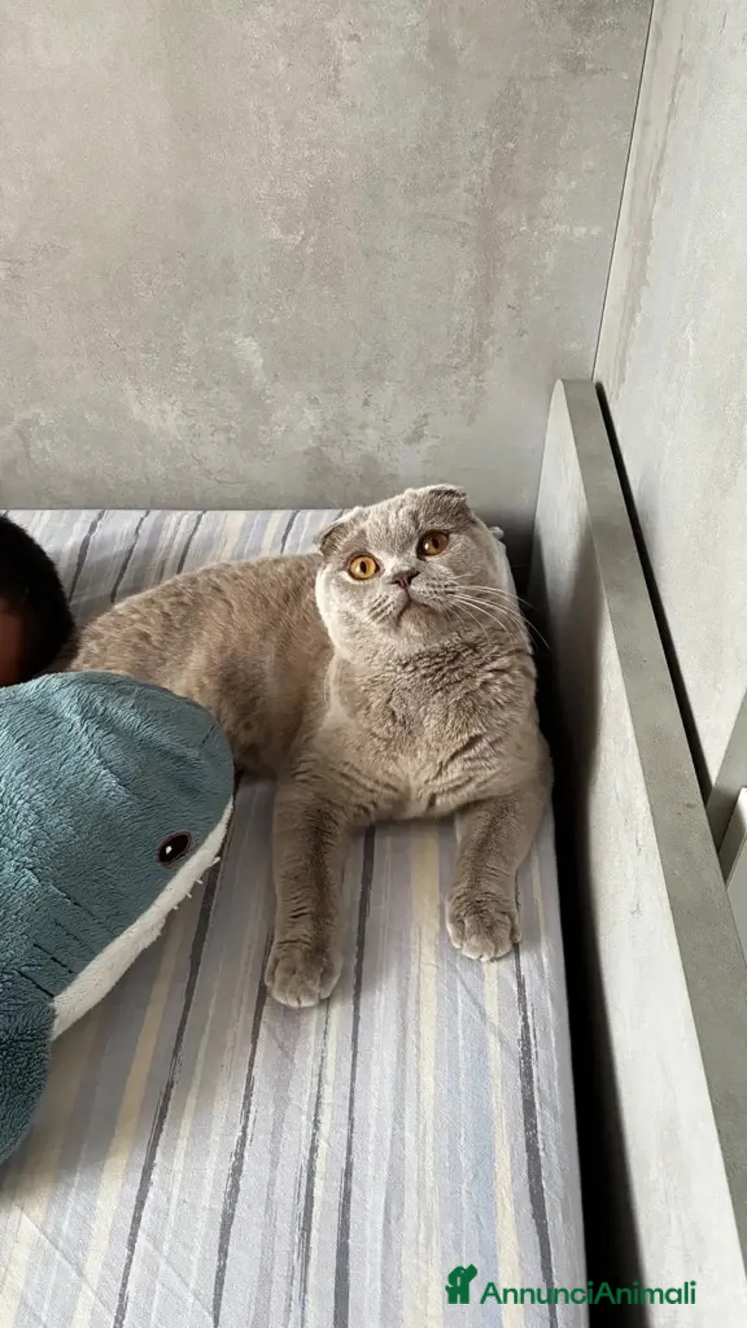 Scottish gatti per accoppiamento: Accoppiamento Scottish fold  - Annuncio 1