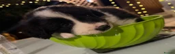 Border Collie cani in vendita: Cuccioli di border collie  - Annuncio 3