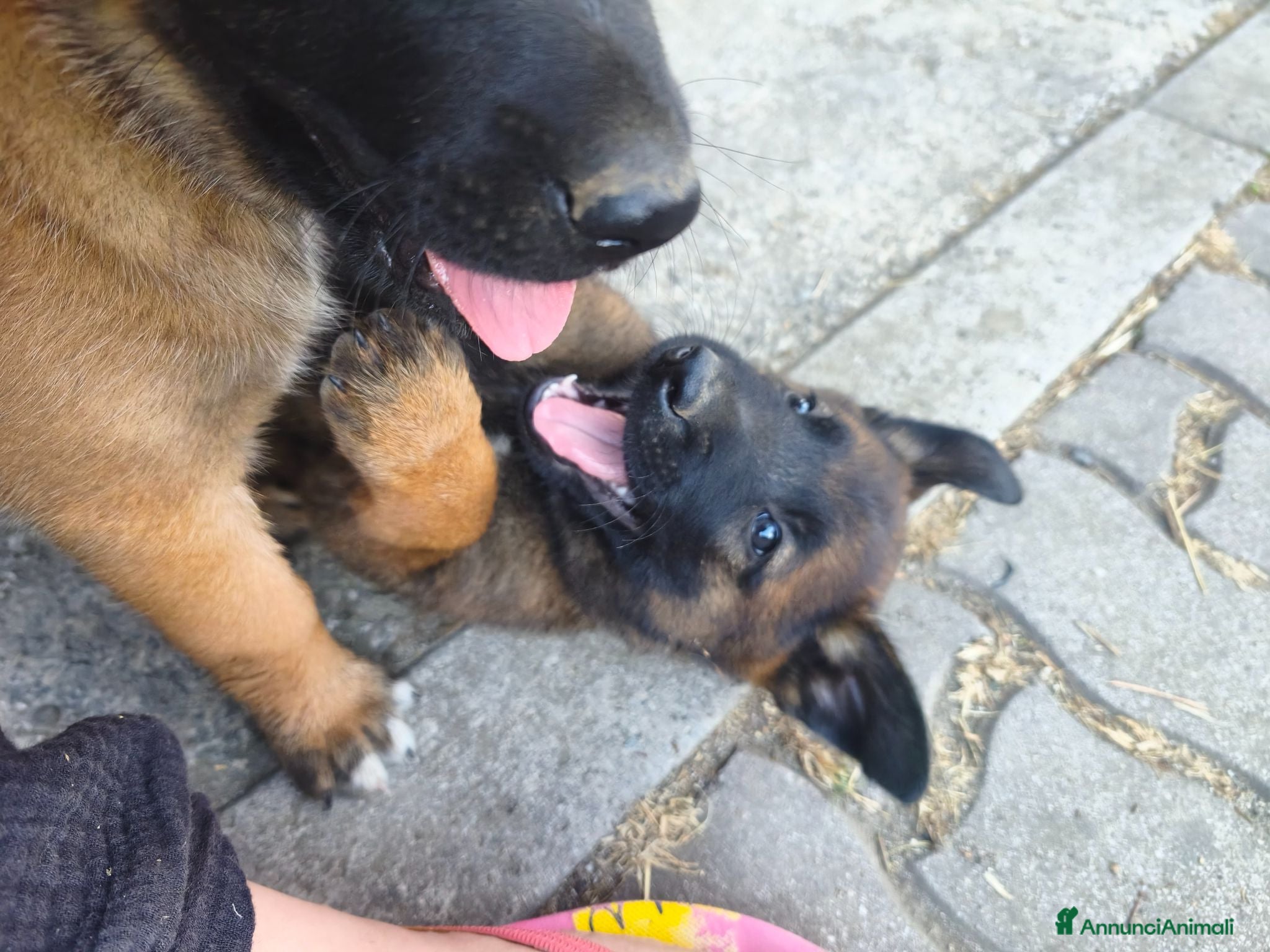 Pastore Belga cani Cuccioli di Pastore belga malinois con pedigree - Annuncio 1