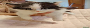 Siberiano 7