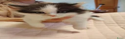 Siberiano gatti in vendita: Gatti cuccioli Siberiani - Annuncio 3
