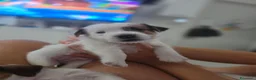 Jack Russell cani in vendita: 🐾 JACK RUSSELL TERRIER – PELO RUDIVO/BROKEN –  🐾 - Annuncio 2
