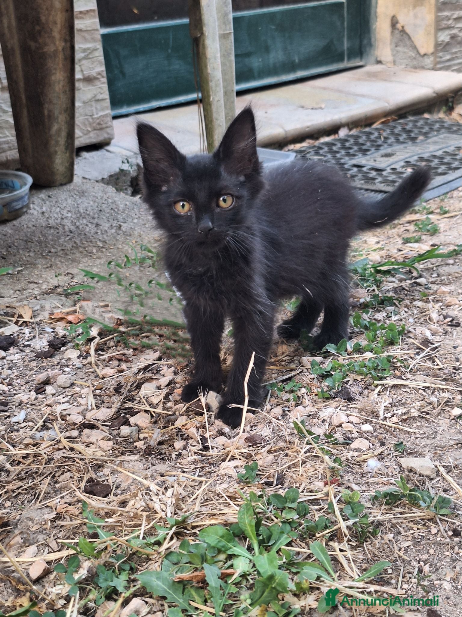 Altre razze gatti Regalo gattini - Annuncio 4