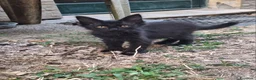 Altre razze gatti in regalo: Regalo gattini - Annuncio 1