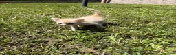 Meticcio gatti in regalo: Gattine femmine  - Annuncio 7