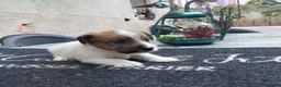 Jack Russell cani in vendita: Cucciolo di jack Russell pedigree Roi  - Annuncio 6