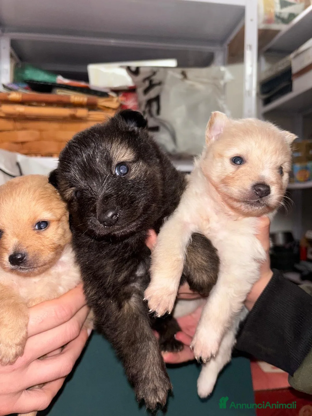 Spitz cani in vendita: Cuccioli spitz minitoy a Città Metropolitana di Bari - Annuncio 2
