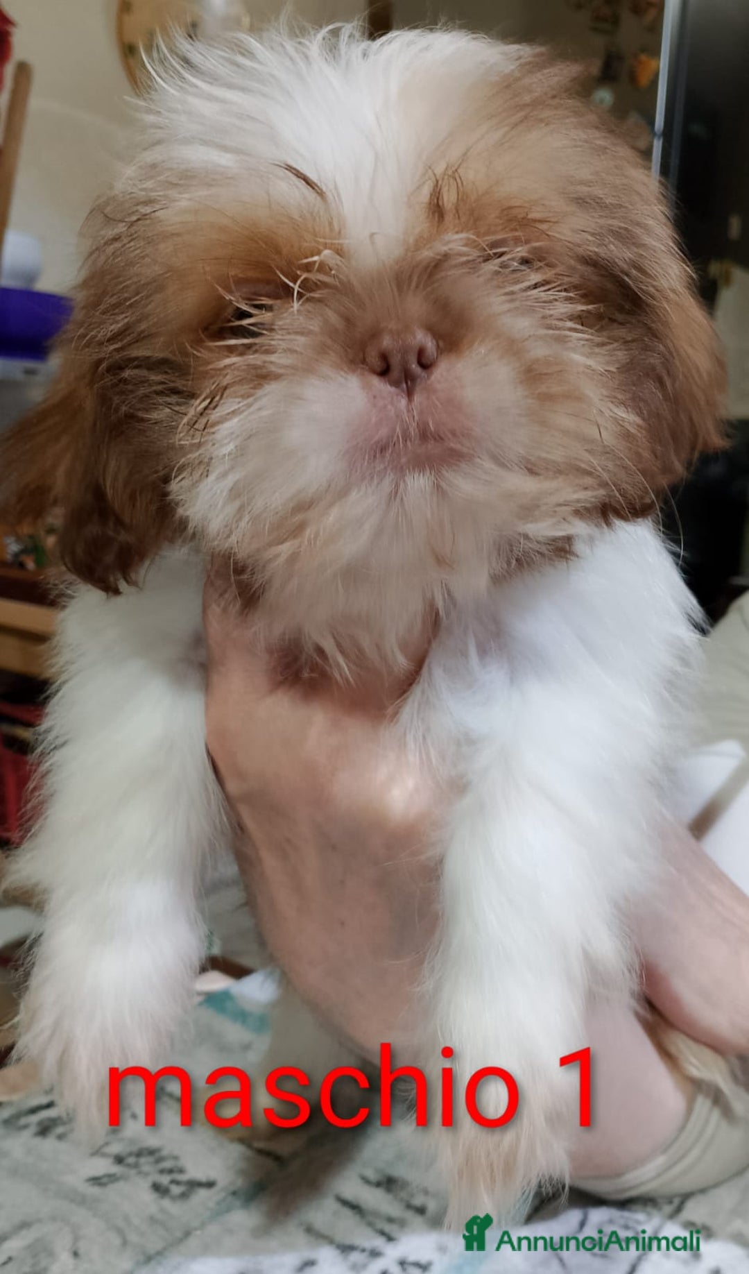 Shih Tzu cani in vendita: Cuccioli di shitzu  - Annuncio 2