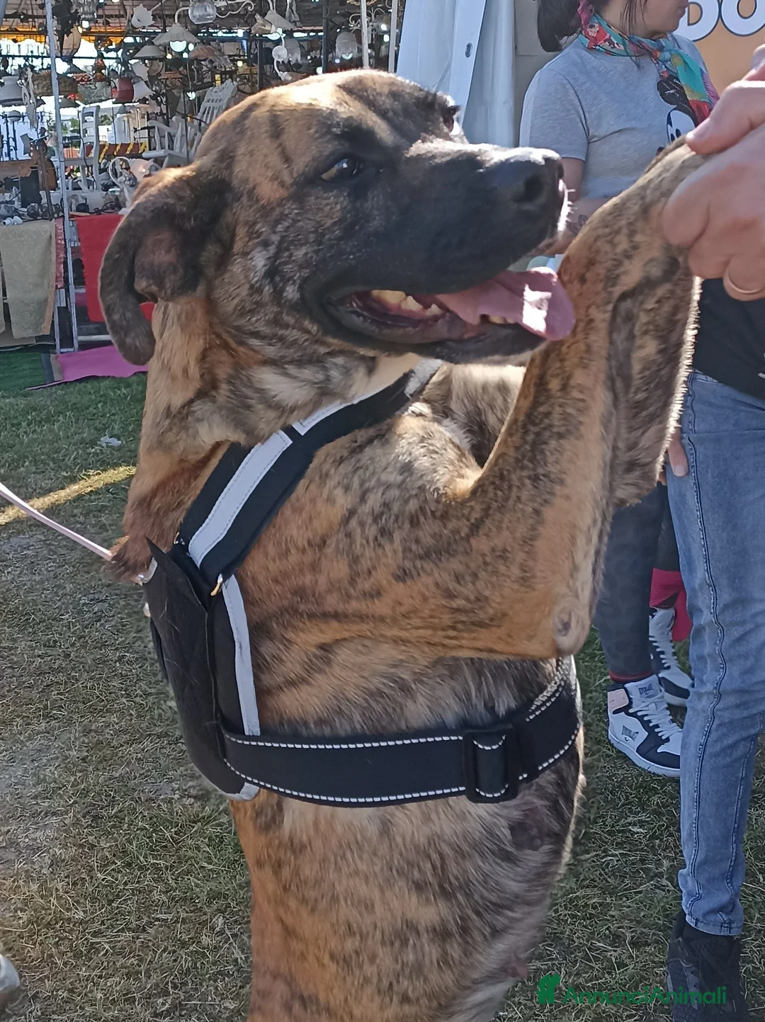 Boxer cani in regalo: Rura, cane femmina incrocio boxer-corso a Città metropolitana di Roma Capitale - Annuncio 4