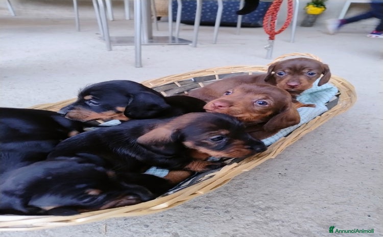 Bassotto cani Bassotti in vendita  - Annuncio 3