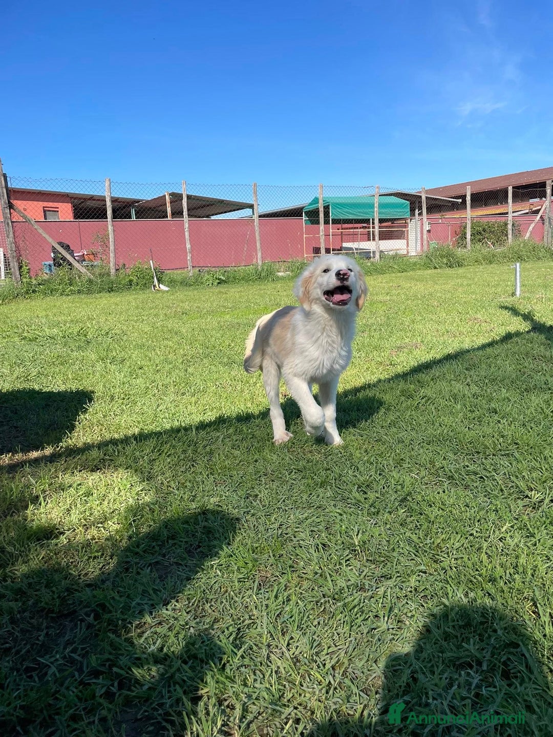 Pastore Maremmano cani in regalo: Cesare, cucciolo dal nasino maculato - Annuncio 9