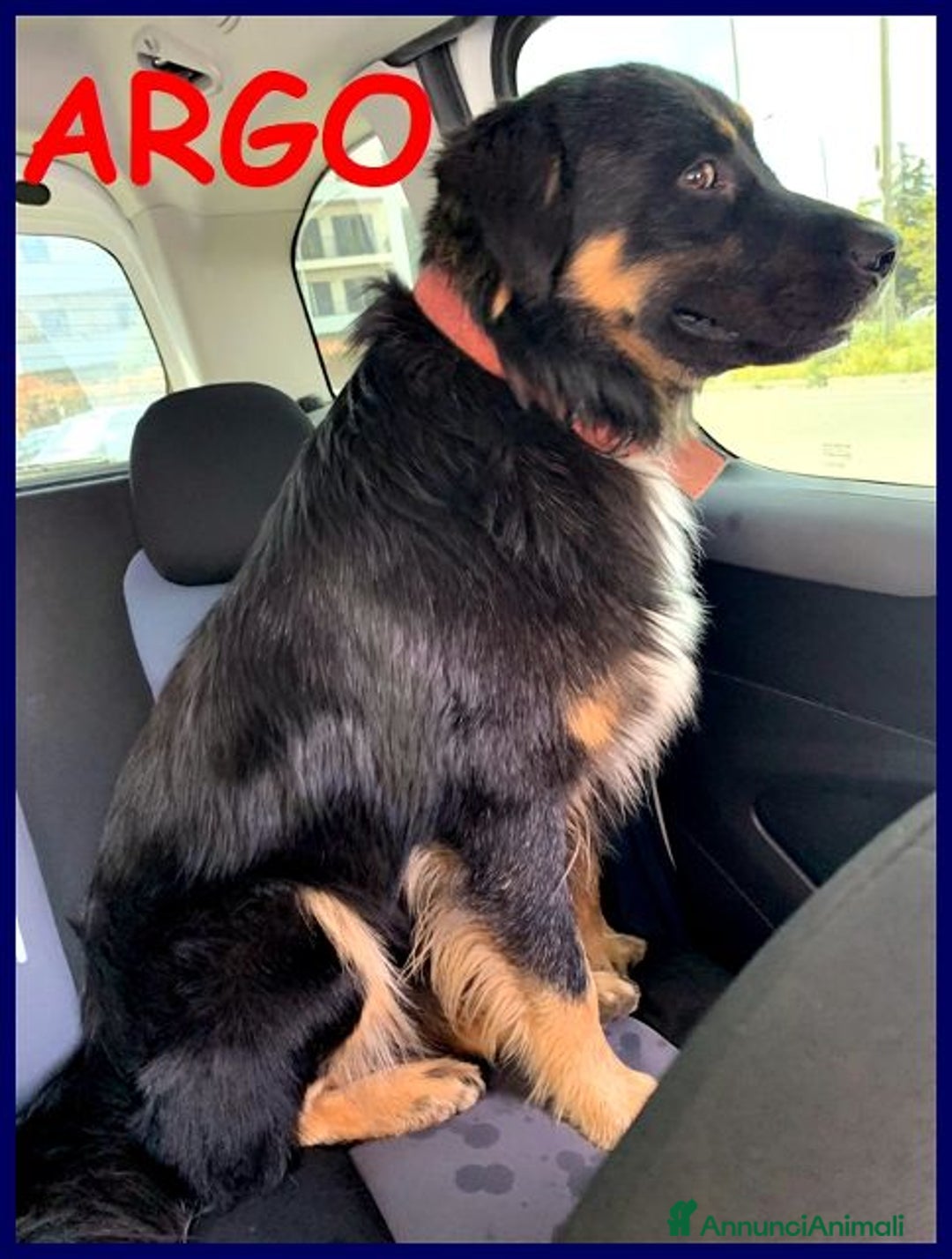 Meticcio cani in regalo: ARGO dolcissimo patatone - Annuncio 3