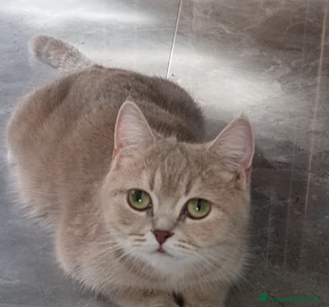 Scottish gatti Scottish Straight con Pedigree  - Annuncio 3