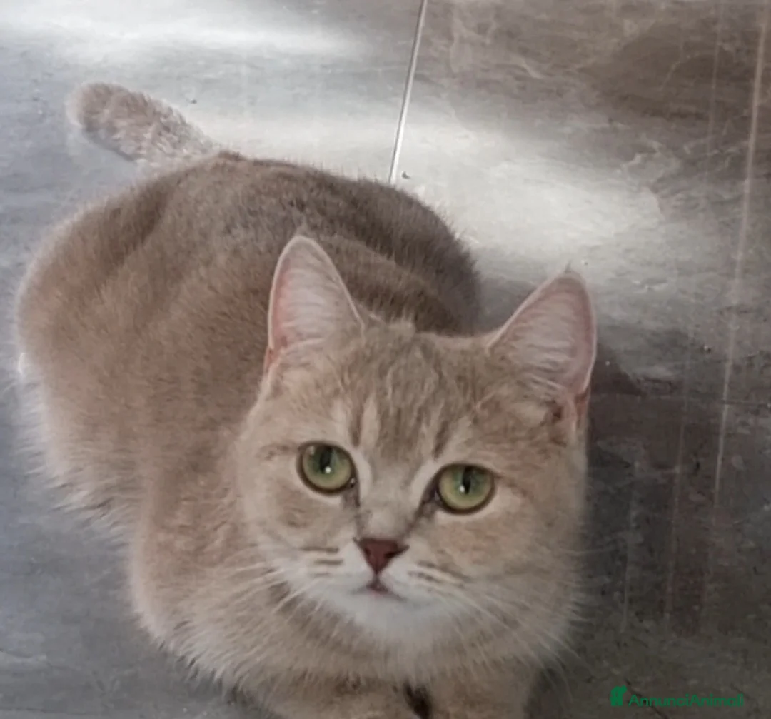 Scottish gatti in vendita: Scottish Straight con Pedigree  - Annuncio 1