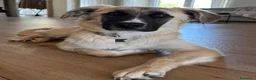 Meticcio cani in regalo: Albicocca: 7 mesi adozione del cuore  - Annuncio 5