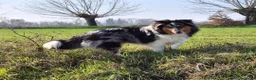 Shetland Sheepdog cani per accoppiamento: Shetland Sheepdog accoppiamento - Annuncio 2
