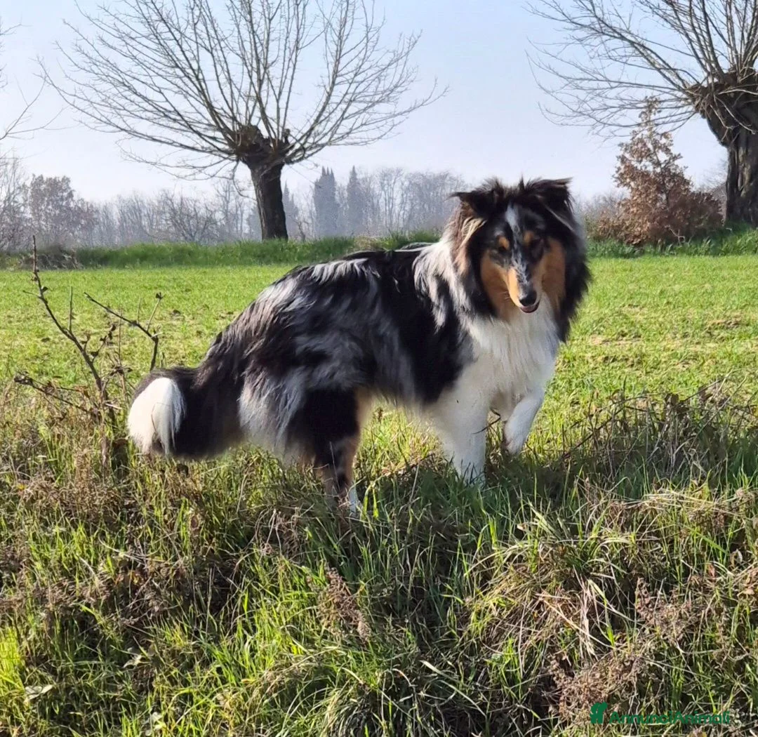 Shetland Sheepdog cani per accoppiamento: Shetland Sheepdog accoppiamento - Annuncio 2