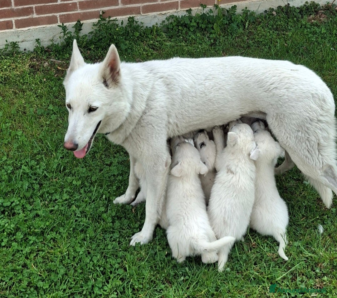 Pastore Svizzero cani Cucciolo pastore svizzero - Annuncio 7