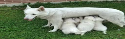 Pastore Svizzero cani in vendita: Cucciolo pastore svizzero a Provincia di Cuneo - Annuncio 1