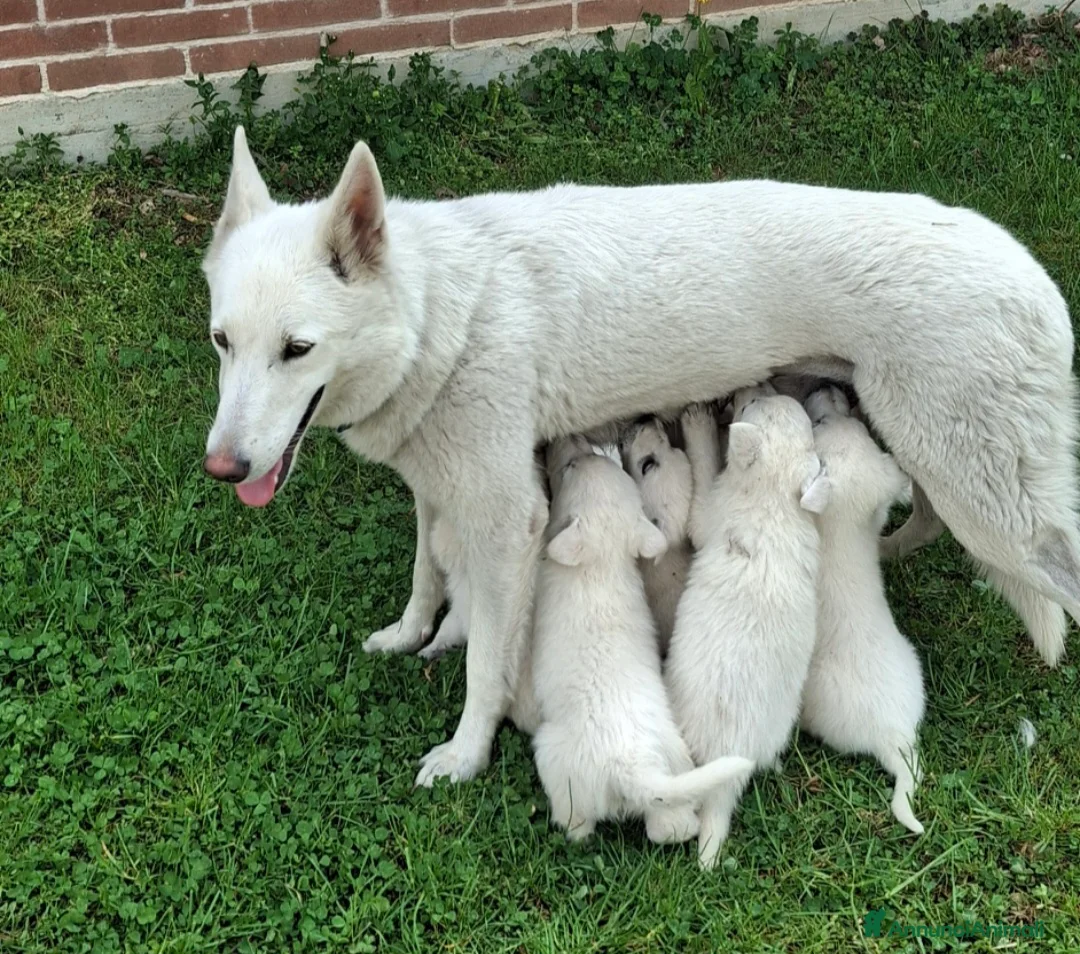 Pastore Svizzero cani in vendita: Cucciolo pastore svizzero a Provincia di Cuneo - Annuncio 1