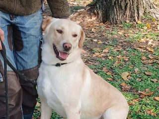 Labrador cani CESARE INC LABRADOR NON VUOLE STARE IN CANILE - Annuncio 20