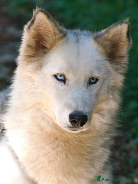 Husky cani Donut, una splendida Husky - Annuncio 27