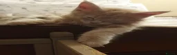 Maine Coon gatti in vendita: Maine coon cuccioli  a Città Metropolitana di Torino - Annuncio 6