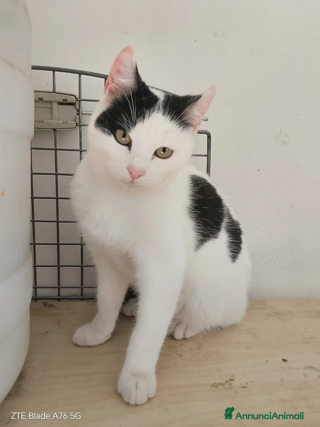 Europeo gatti in regalo: CUCCIOLI ROBINE E GANDALF IN REGALO - Annuncio 2