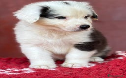 Australian Shepherd cani in vendita: Femmina Tricolor Black - Sunny  a Provincia di Vicenza - Immagine 6