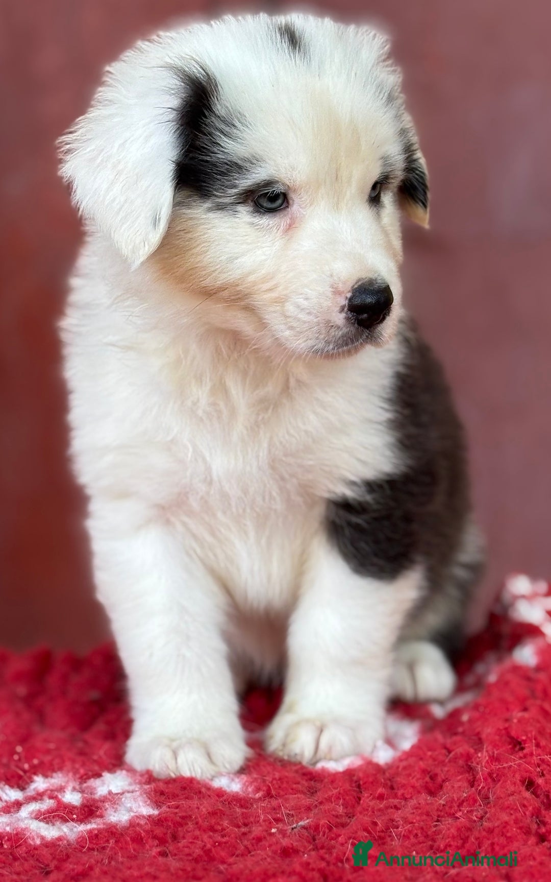 Australian Shepherd cani in vendita: Femmina Tricolor Black - Sunny  a Provincia di Vicenza - Immagine 6