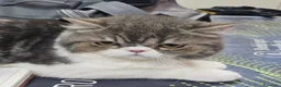 Exotic Shorthair gatti in regalo: EXOTIC SHORTHAIR  - Annuncio 1