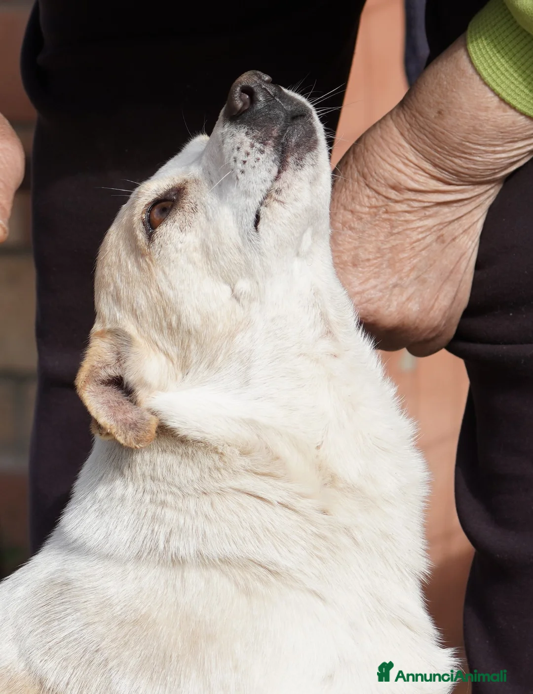 Meticcio cani in regalo: PANNA. adozione del cuore - Annuncio 4