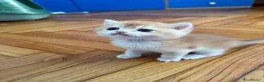 British Gattino 2