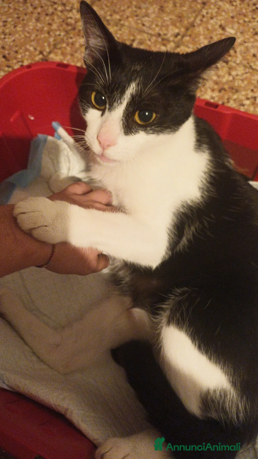 Meticcio gatti in regalo: 2gattine femmine,gattino maschio/2 cuccioli maschi - Annuncio 2