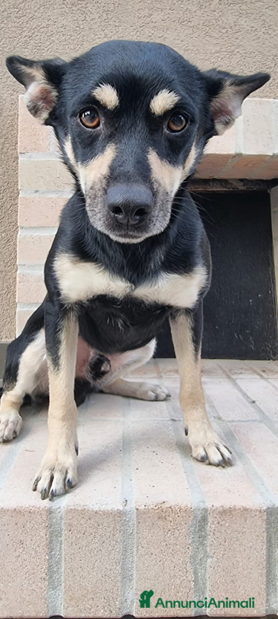 Meticcio cani in regalo: Miele  - Annuncio 3