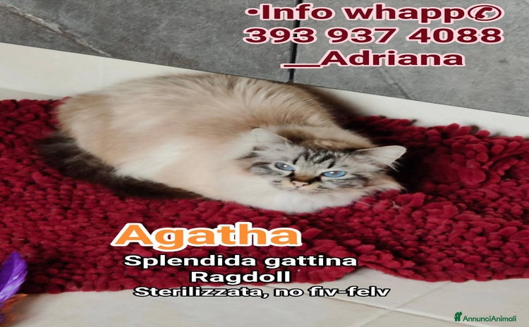 Ragdoll gatti a Città metropolitana di Roma Capitale - Annuncio 17