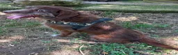 Meticcio cani in regalo: Dolcissimo cagnolino! Taglia medio piccola  - Annuncio 2