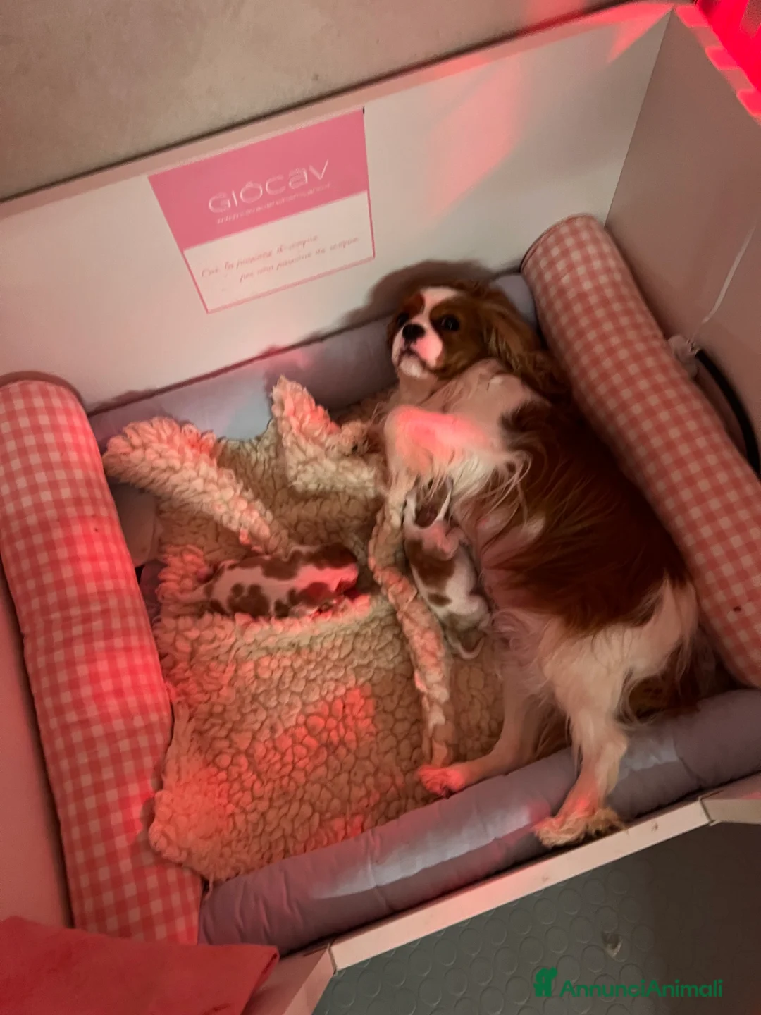 Cavalier King cani in vendita: Bellissimo cucciolo di Cavalier  - Annuncio 2