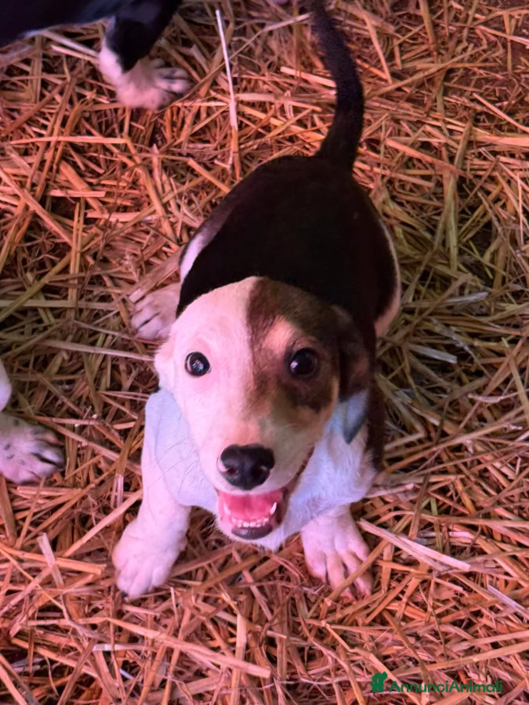 Meticcio cani in regalo: FAN, simpatico cucciolo ZAMPA CORTA! tg PICCOLA - Annuncio 6