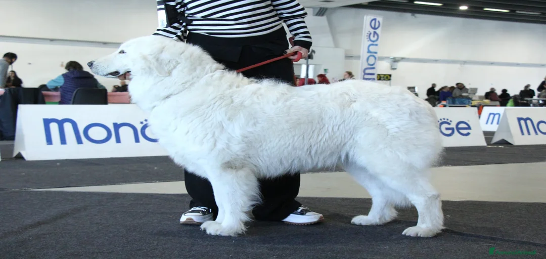 Immagine della galleria {{count}}