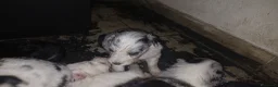Australian Shepherd cani per accoppiamento: pastore australian della lessinia - Annuncio 5