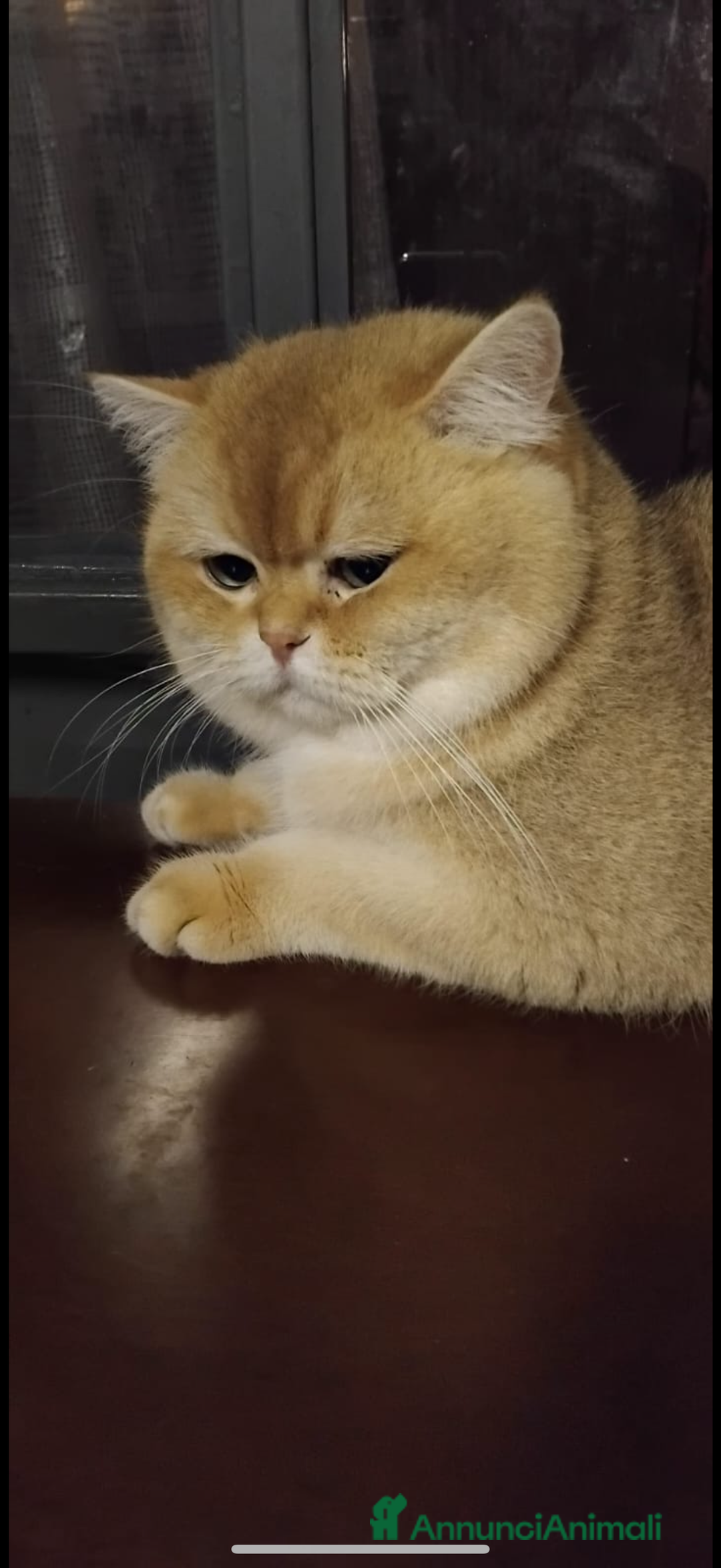 British gatti in vendita: British maschio chocolate Golden  - Annuncio 8