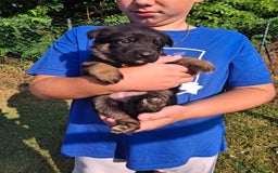 Pastore Tedesco cani in vendita: Cuccioli pastore tedesco  a Provincia di Cuneo - Immagine 1